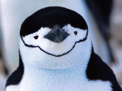 QQ，为什么是一只企鹅？ QQ IT公司 腾讯 好文分享 第12张